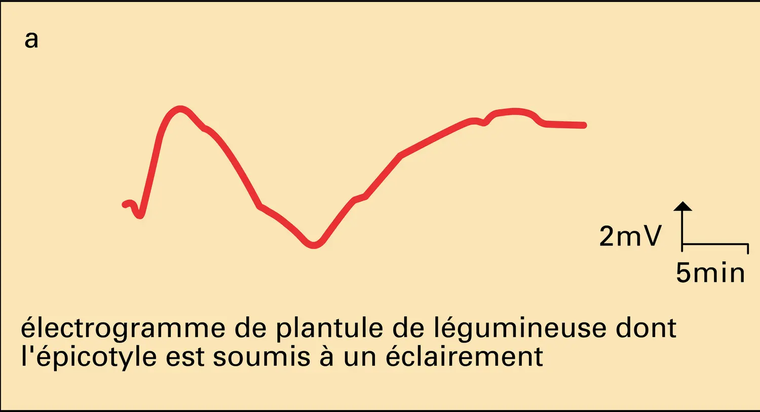 Biopotentiels - vue 1