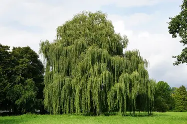 Saule pleureur - crédits : axelbueckert/ Fotosearch LBRF/ Age Fotostock