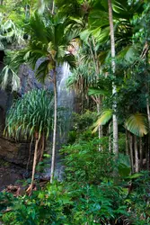 Archipel des Seychelles : palmiers - crédits :  Michele Falzone/ Getty Images