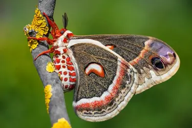 Papillon de nuit - crédits : Jasius/ Moment/ getty Images