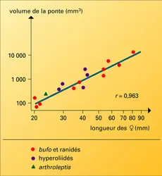 Amphibiens : volume des pontes et longueur des femelles - crédits : Encyclopædia Universalis France