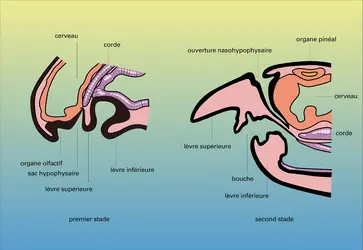 Développement de la région céphalique - crédits : Encyclopædia Universalis France