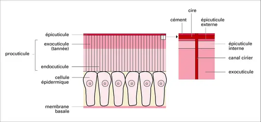 Cuticule - crédits : Encyclopædia Universalis France