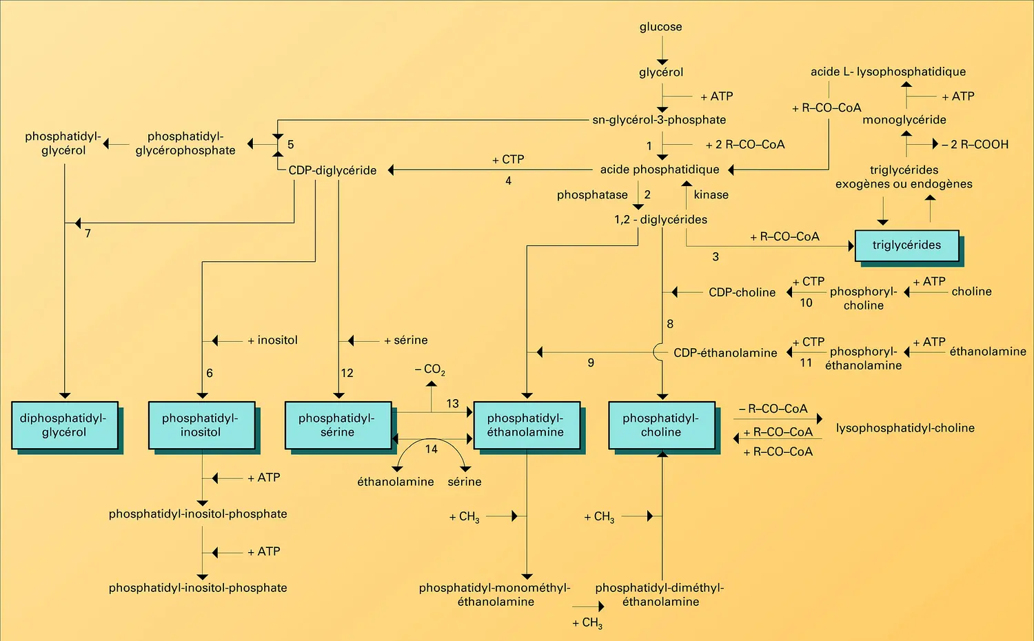 Biosynthèse des triglycérides et des phosphoglycérides