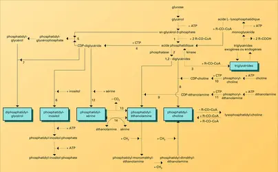 Biosynthèse des triglycérides et des phosphoglycérides - crédits : Encyclopædia Universalis France