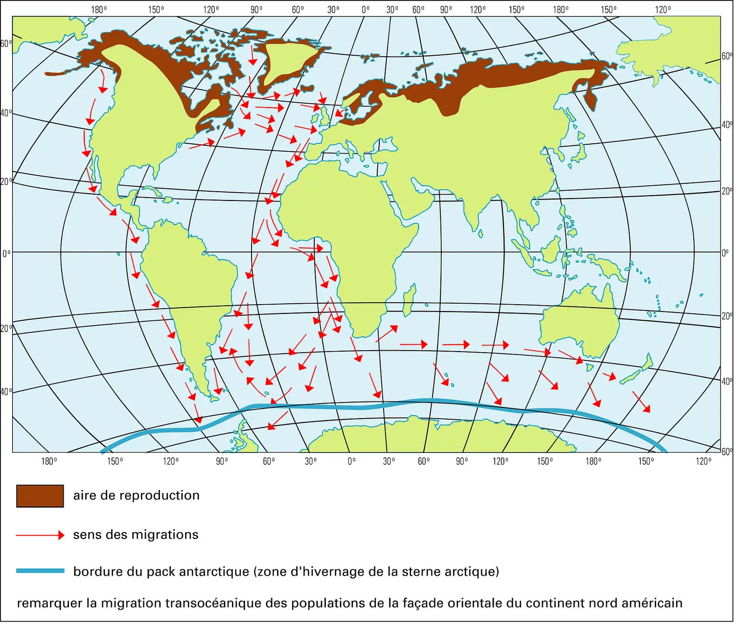 Sterne arctique