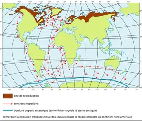 Sterne arctique - crédits : Encyclopædia Universalis France