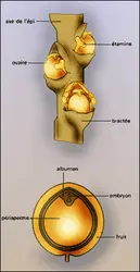 Poivre : fragment d'un épi - crédits : Encyclopædia Universalis France