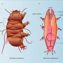 Hétérotardigrade et Eutardigrade - crédits : Encyclopædia Universalis France