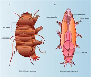 Hétérotardigrade et Eutardigrade - crédits : Encyclopædia Universalis France