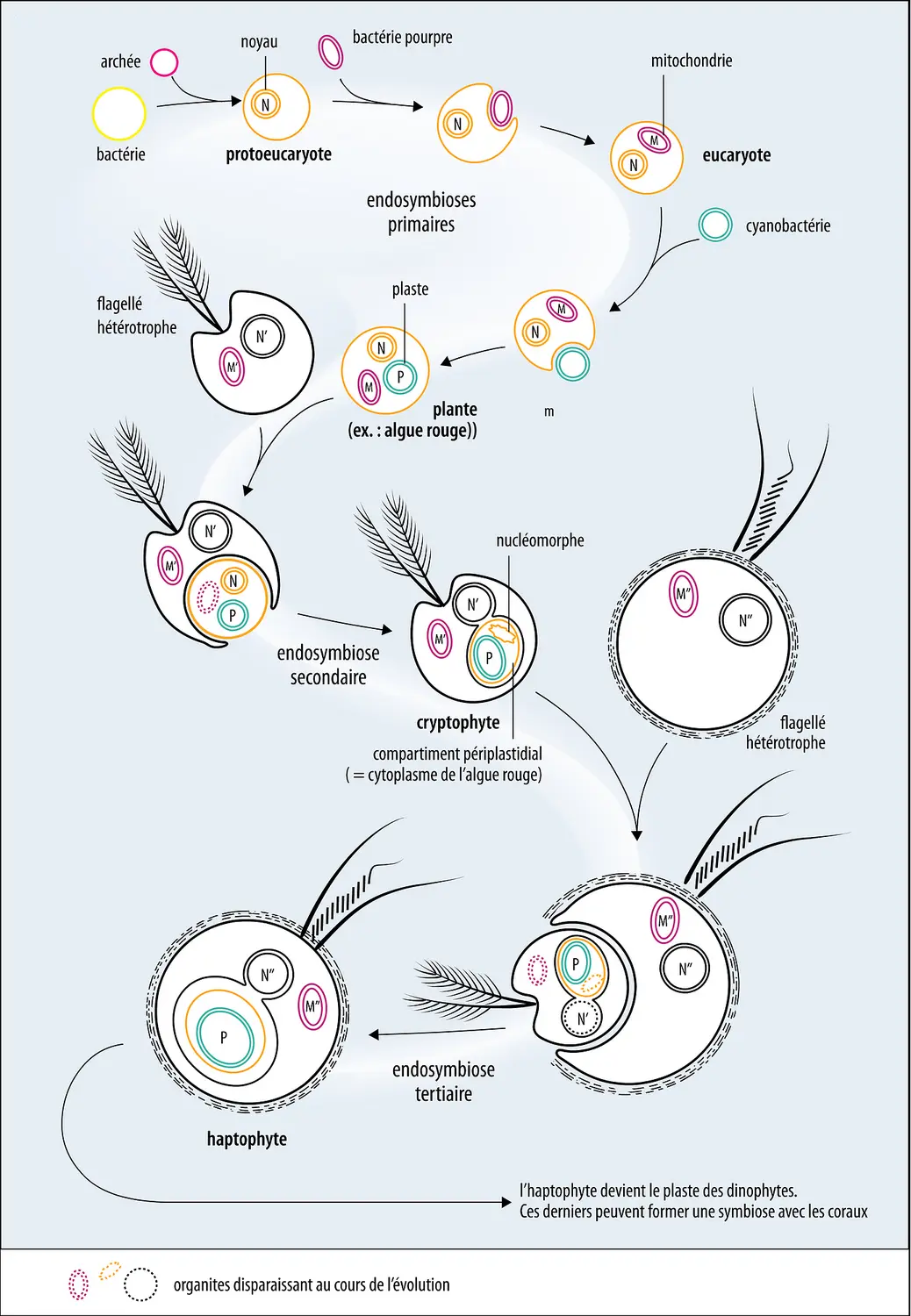 Évolution des algues par emboîtements successifs d’organismes