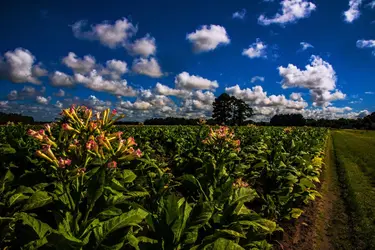 Plantation de tabac - crédits : john harding photography/ Moment / Getty Images
