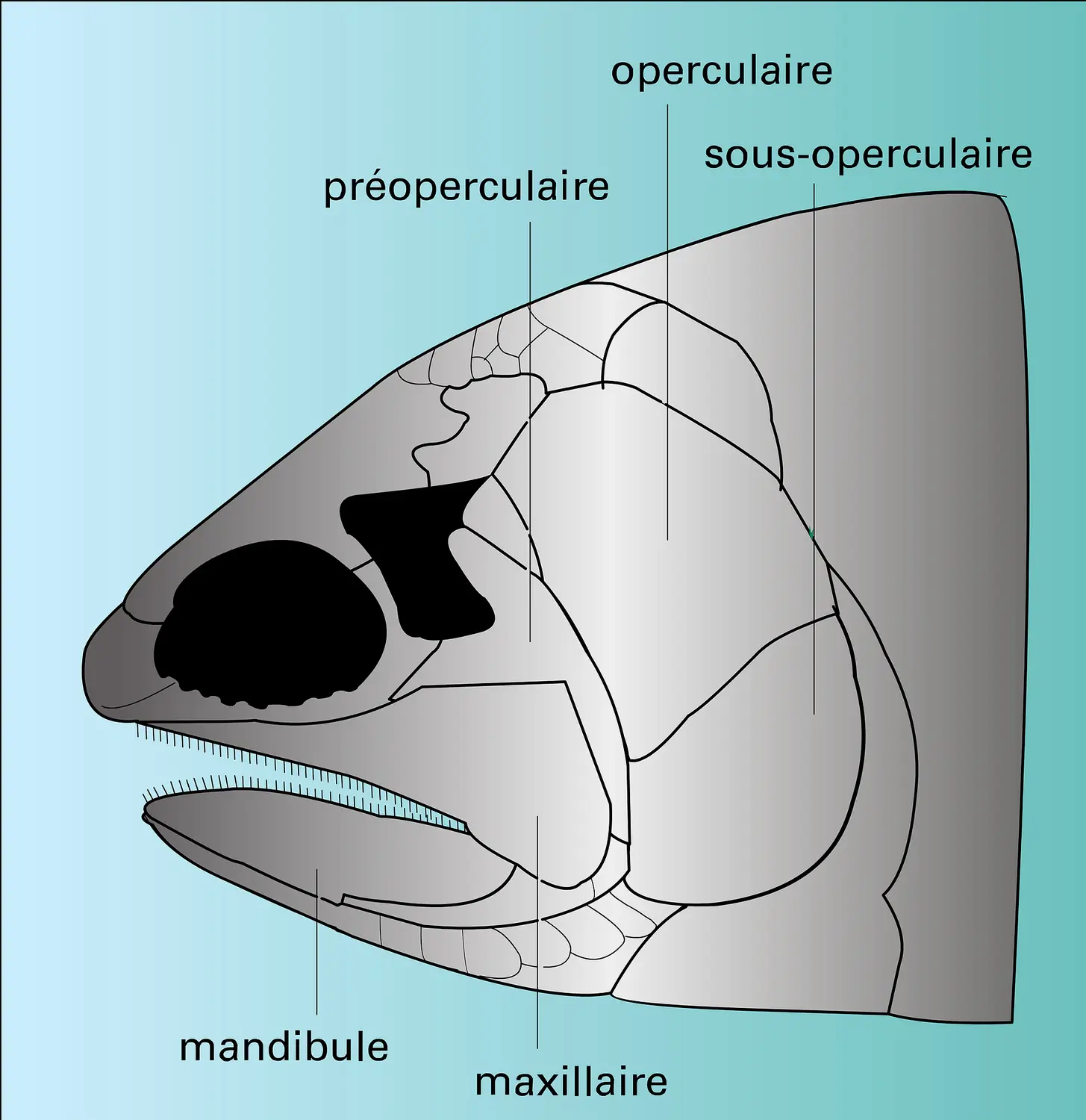 Australosomus