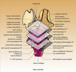 Tronc cérébral - crédits : Encyclopædia Universalis France