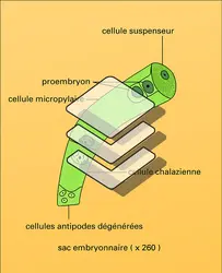 Embryon : développement - crédits : Encyclopædia Universalis France