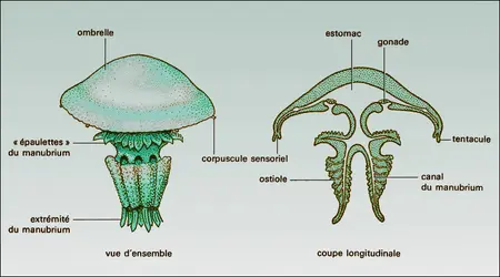 Rhizostoma pulmo - crédits : Encyclopædia Universalis France