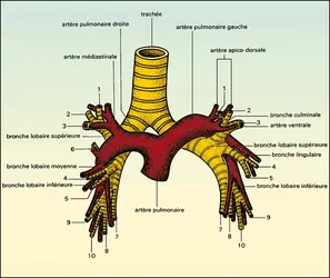 Artère pulmonaire et bronches - crédits : Encyclopædia Universalis France