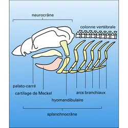 Sélacien : neurocrâne et squelette viscéral - crédits : Encyclopædia Universalis France