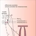 Boucle gamma - crédits : Encyclopædia Universalis France