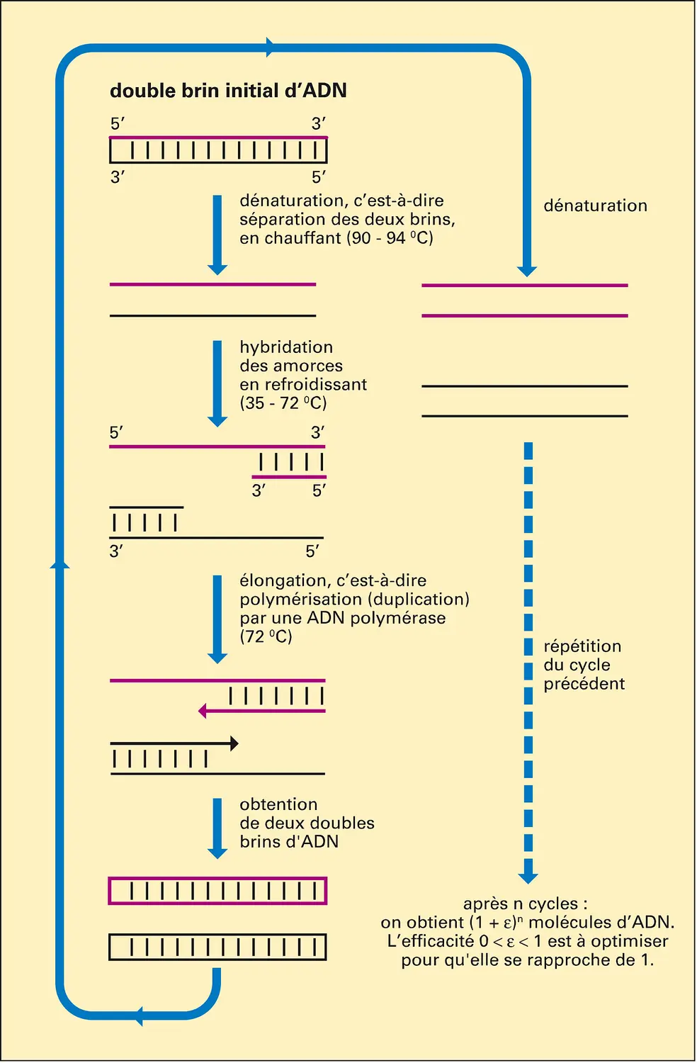 polymérisation en chaîne de l'ADN (PCR)