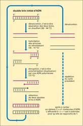 polymérisation en chaîne de l'ADN (PCR) - crédits : Encyclopædia Universalis France