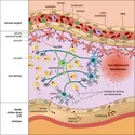 Franchissement de la barrière hémato-encéphalique par le virus&nbsp;SARS-CoV-2 - crédits : Encyclopædia Universalis France