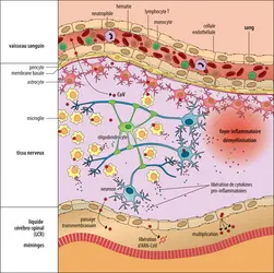 Franchissement de la barrière hémato-encéphalique par le virus&nbsp;SARS-CoV-2 - crédits : Encyclopædia Universalis France