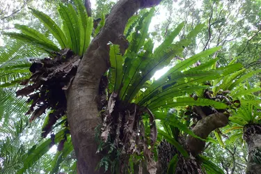 <strong>Fougères sur un arbre à litchis </strong> - crédits : Nicolas Guigues