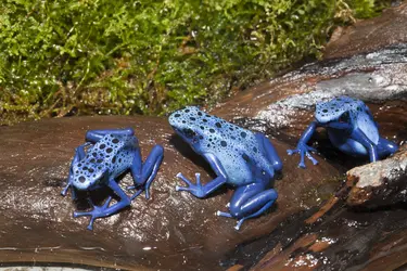 Dendrobates bleus - crédits : Ullstein Bild/ Getty Images