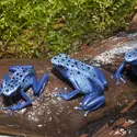 Dendrobates bleus - crédits : Ullstein Bild/ Getty Images