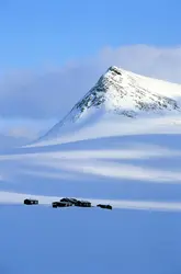 Arctique (Suède) - crédits : John Beatty/ Getty Images