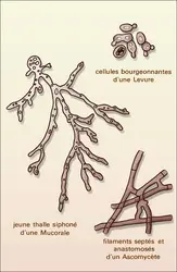 Croissance et ramification - crédits : Encyclopædia Universalis France