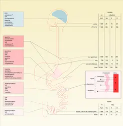 Hormones et métabolisme hydrominéral - crédits : Encyclopædia Universalis France