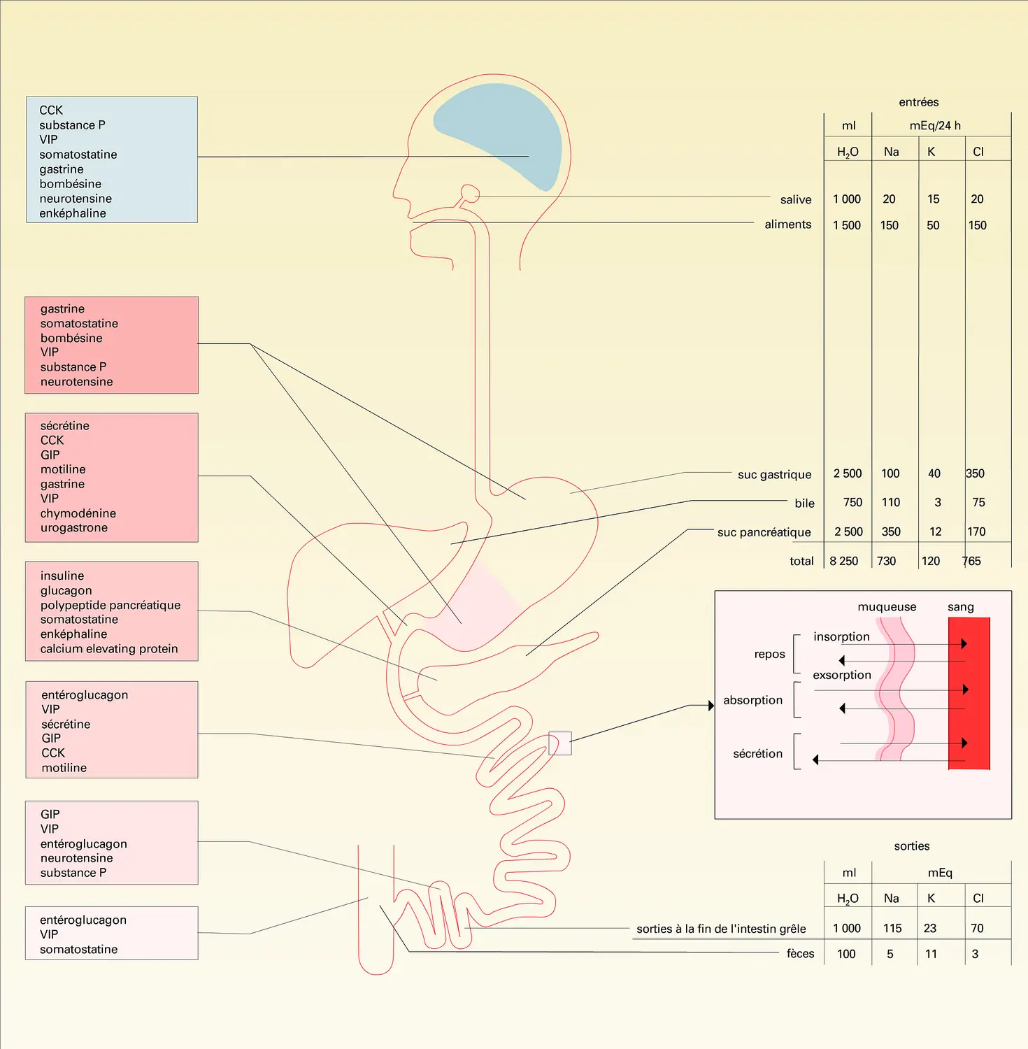 Hormones et métabolisme hydrominéral