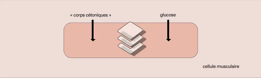 Métabolisme et flux chimiques - crédits : Encyclopædia Universalis France