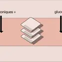 Métabolisme et flux chimiques - crédits : Encyclopædia Universalis France