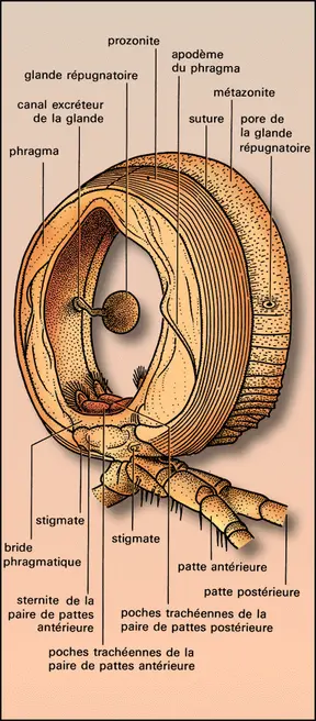 Diplopode : diplosegment