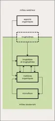 Équilibre de l'écosystème du milieu souterrain - crédits : Encyclopædia Universalis France