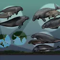 Dugongs fossiles - crédits : C. Buell/ PLoS ONE, 2012