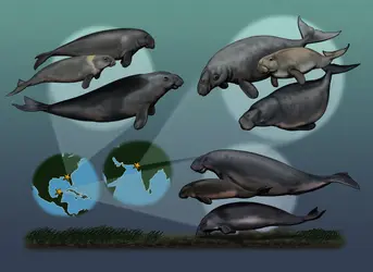 Dugongs fossiles - crédits : C. Buell/ PLoS ONE, 2012