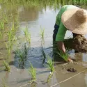 Repiquage du riz, Malaisie - crédits : Abd. Raai Osman/ Shutterstock