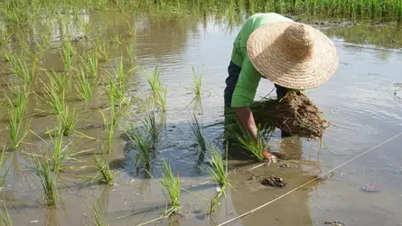 Repiquage du riz, Malaisie - crédits : Abd. Raai Osman/ Shutterstock