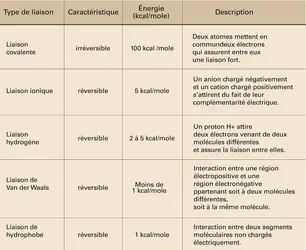 Liaison et énergie d'interaction - crédits : Encyclopædia Universalis France