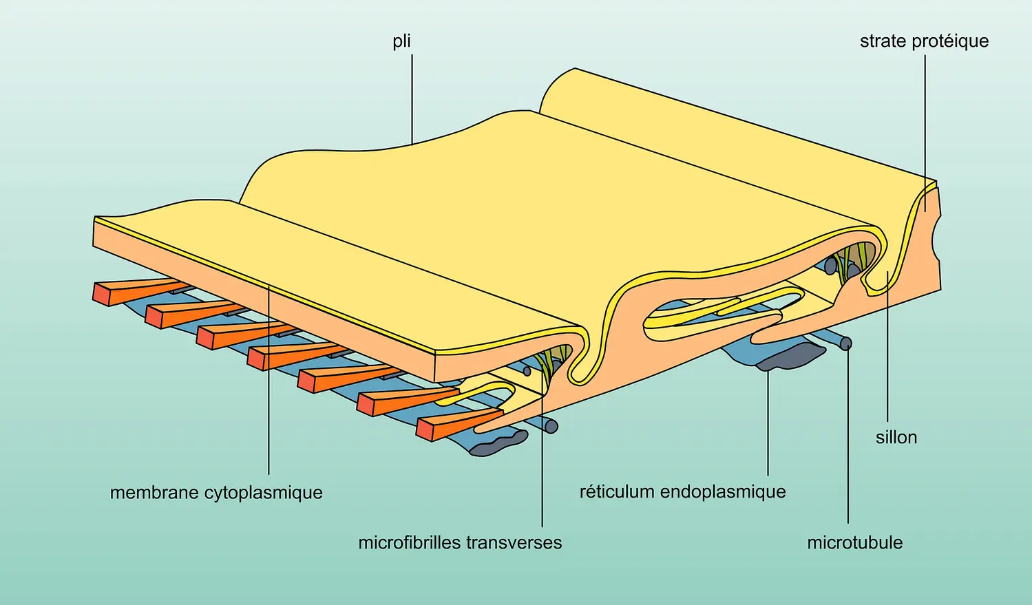 Bande cuticulaire