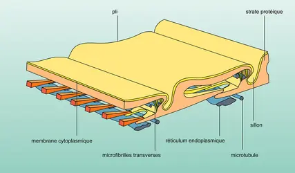 Bande cuticulaire - crédits : Encyclopædia Universalis France