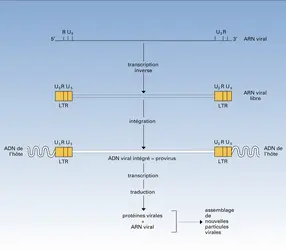 Rétrovirus : cycle réplicatif - crédits : Encyclopædia Universalis France