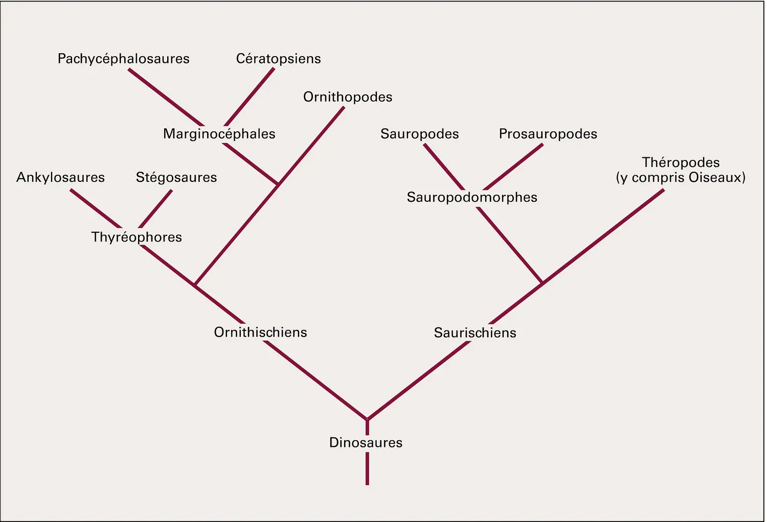 Dinosaures : cladogramme