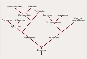 Dinosaures : cladogramme - crédits : Encyclopædia Universalis France