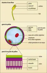 Angiospermes : étamine d’une fleur et coupe schématique d’un grain de pollen - crédits : Encyclopædia Universalis France