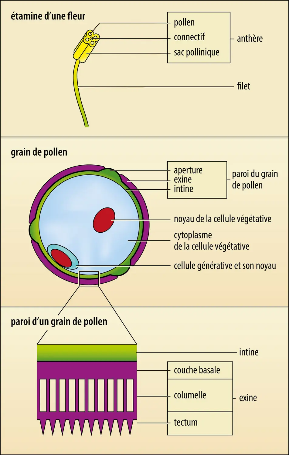 Angiospermes : étamine d’une fleur et coupe schématique d’un grain de pollen